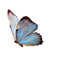 consulta-de-psicologia-mariposa-azul